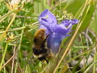 bee 6 flower