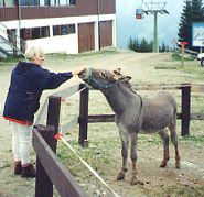 Herti & donkey